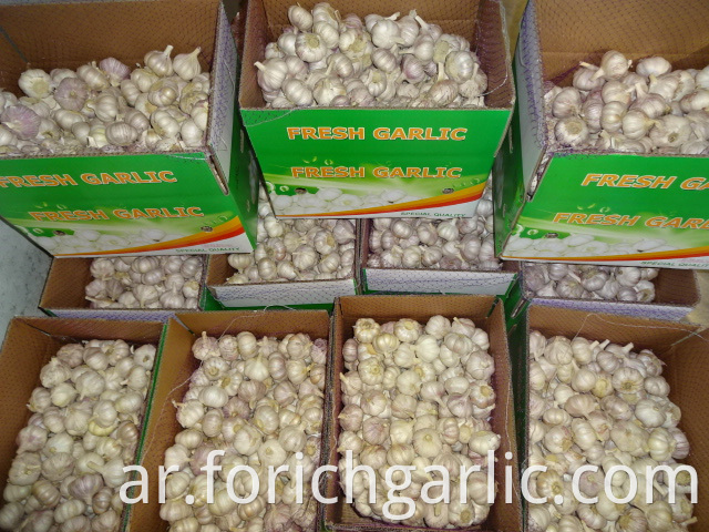 Normal Garlic Exporter